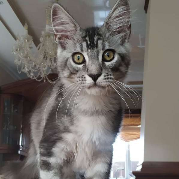 Котик мейн-кун в фото 5