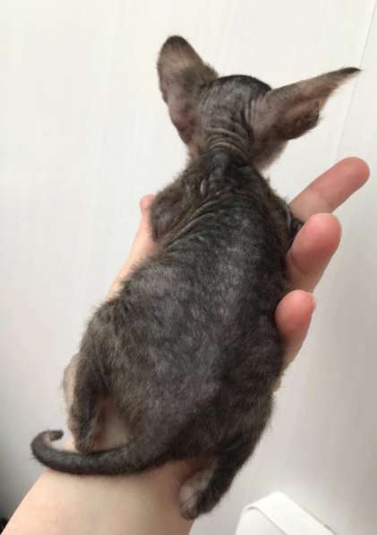 Элитный Девон-Рекс. Кудрявый лесной в Санкт-Петербурге фото 48