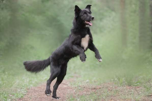 Красивый чёрный пёс в добрые руки в Москве фото 7