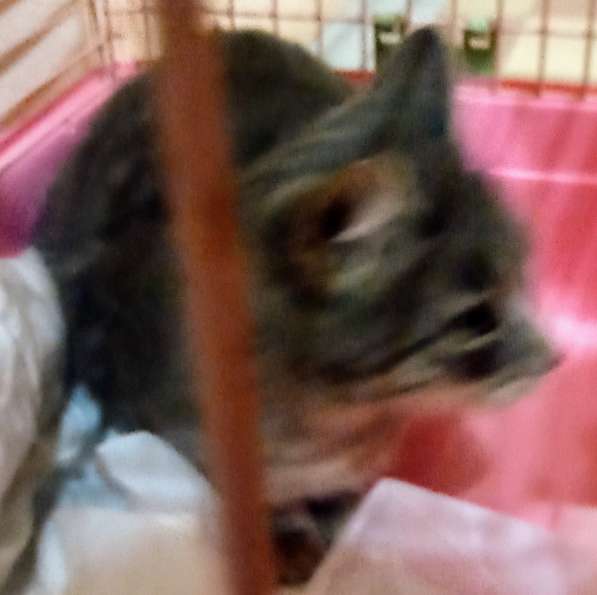 Сос! Кошечку выкинули на улицу в Москве фото 24