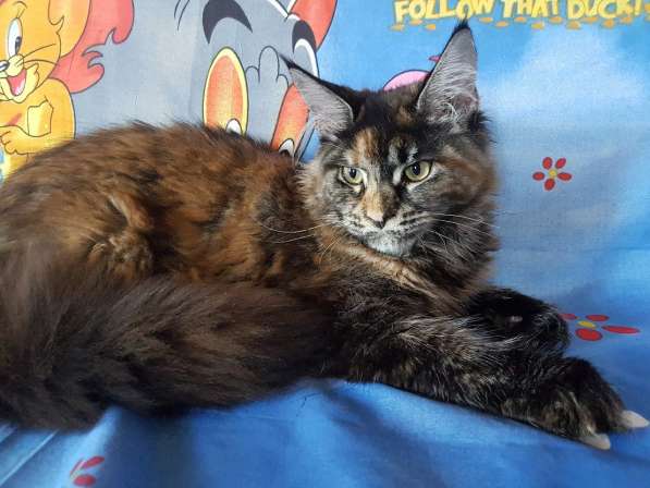 Взрослые девочки из питомника, возможно в совладение в Екатеринбурге фото 31