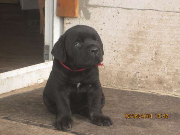 Малыши Корсики 3 мес в Москве фото 7