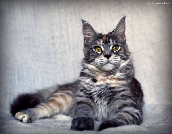 Котята мейн-кун в Москве фото 4