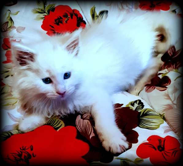 Мейн-кун белые котята в фото 7