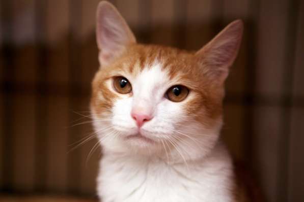 Маленький Тигр ищет любящих хозяев в Москве фото 3