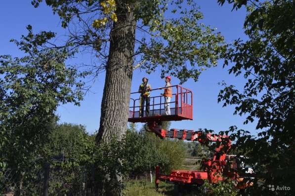 Спиливание Опасных Аварийных Проблемных Деревьев в Курске