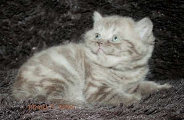 Элитная вислоухая кошечка хайленд фолд редкого окраса в Москве фото 4