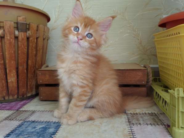 Котята Мейн-кун в Пятигорске фото 5