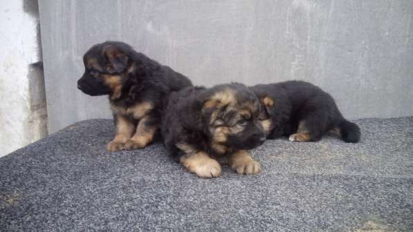 Щенок немецкой овчарки девочка с родословной в Симферополе фото 11