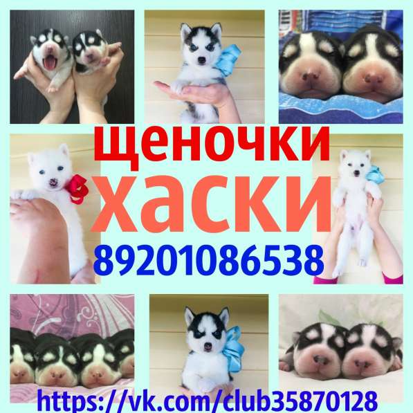 Щеночки хаски черно-белые и белоснежные в Астрахани