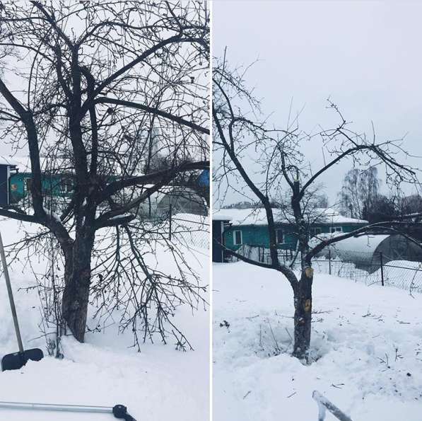 Обрезка плодовых деревьев в Москве фото 3