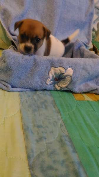 Щенки Джек Рассел терьер в Санкт-Петербурге