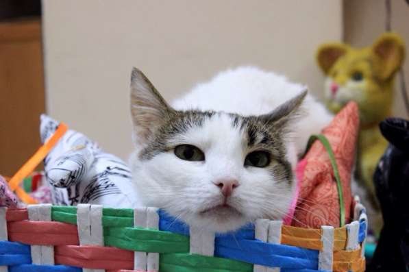 Хрупкая Киттари ищет до в Москве фото 7