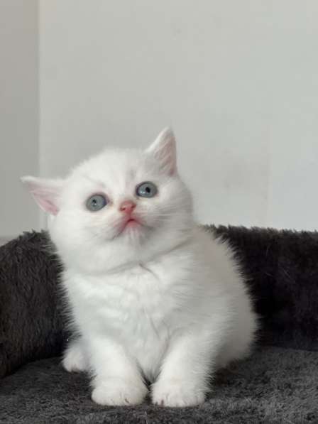 Продаю британских милых котят в фото 8
