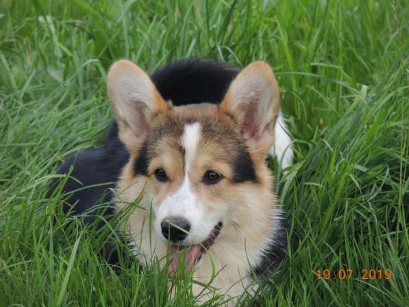 Вельш корги пемброк щенков продаю в Москве фото 6