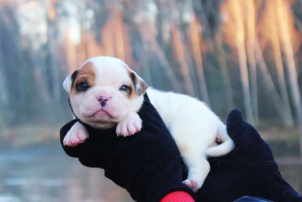 Американские бульдоги в Москве фото 16