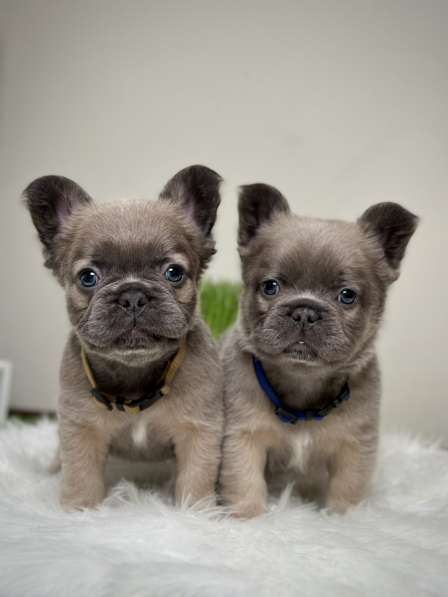 French bulldog fluffy. Boy's в 