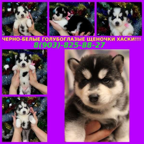 Сибирской хаски щенята