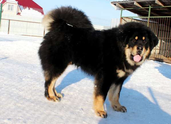 Тибетский мастиф - лучший страж на территории в Москве фото 116