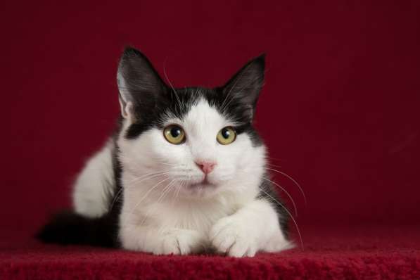 Ищет дом котенок турецкого вана Маня в Москве