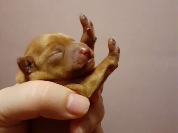 Той терьер мини щенки