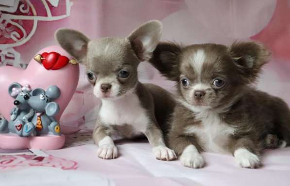 Чихуахуа щенки купить в Москве в Москве фото 7