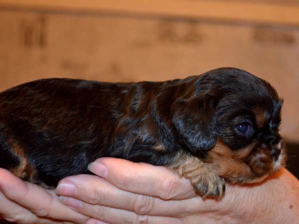 Щенки кавалер кинг чарльз спаниель в Санкт-Петербурге