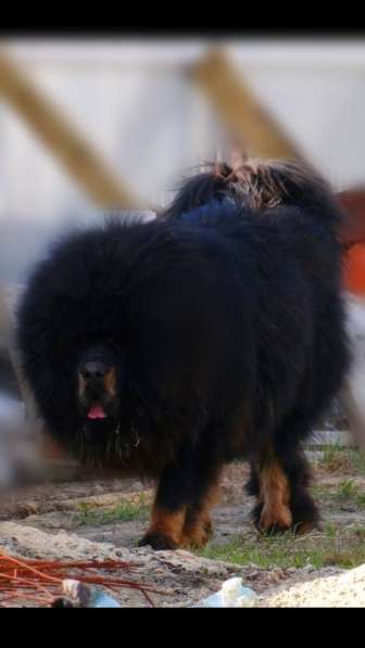 Щенка тибетского мастифа в Москве фото 9