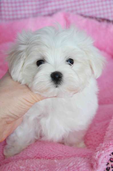 Щенок мальтезе- мини мальчик в Москве фото 5