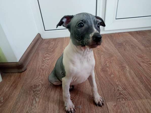 Щенки американского голого терьера в Ярославле фото 4