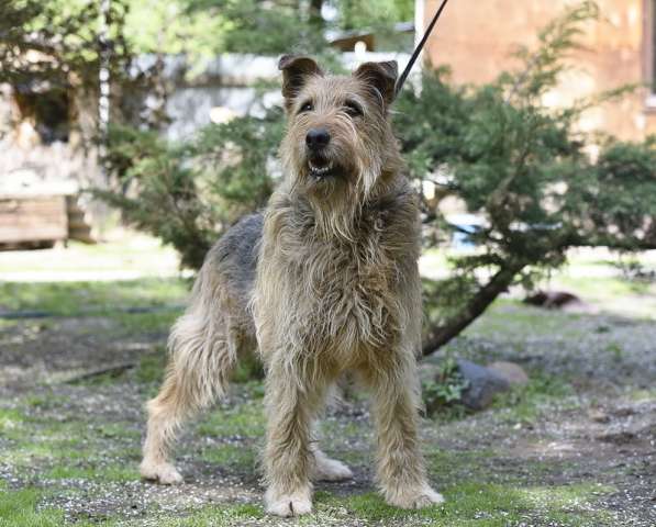 Мухтар ищет семью в Москве фото 11