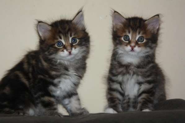 Курильский бобтейл в Санкт-Петербурге фото 16