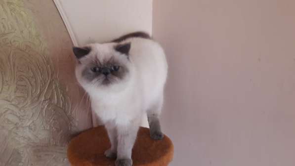 Экзотическая котята в фото 7