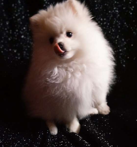 Продается белоснежный щенок померанский шпиц в фото 7