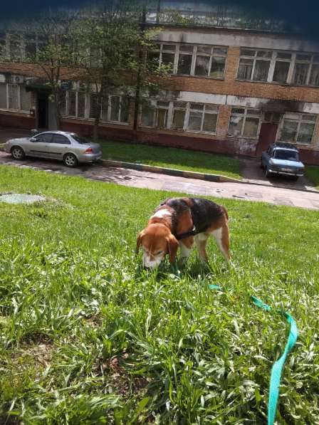 Эстонская гончая в дар в Москве