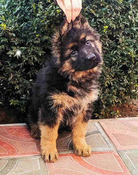 Щенки овчарки Питомник в фото 34