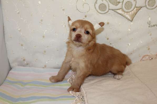 Красивая пуховая девочка в Москве фото 13