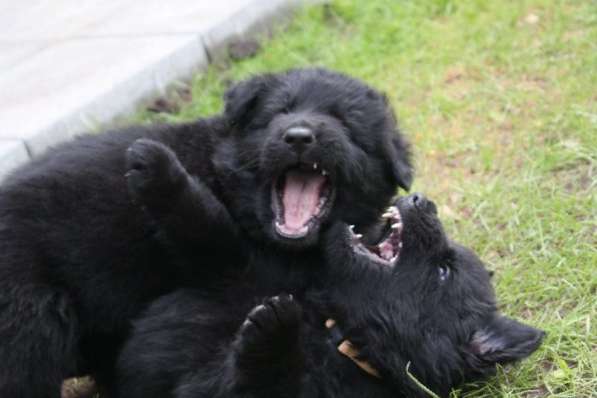 Черный щенок немецкая длинношерстная овчарка в Алуште фото 17