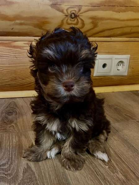 Шоколадный Йорк в Москве фото 4