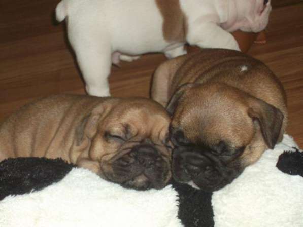 French bulldog Французский бульдог в Краснодаре фото 3