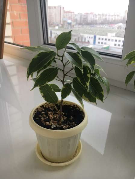 Фикусы Бенджамина в Воронеже фото 3