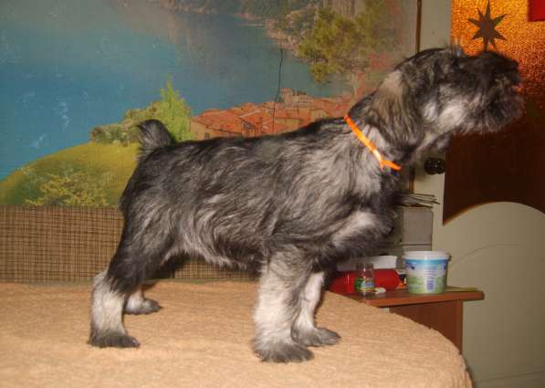 Щенки миттельшнауцера в Москве фото 7