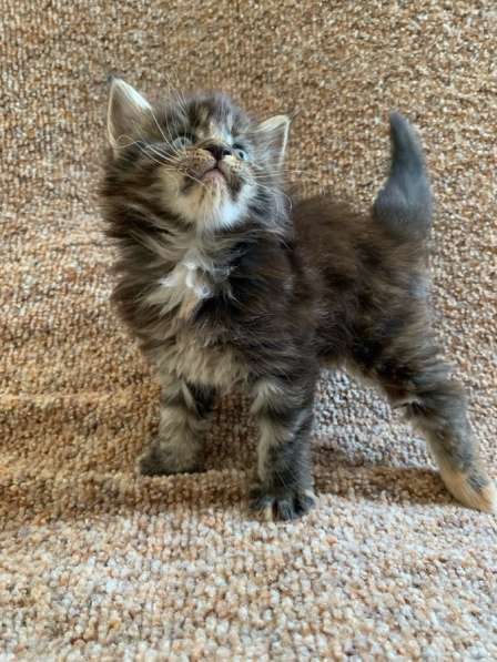 Мейн Кун в Москве фото 10