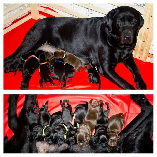 Высокопородные щенки лабрадора-ретривера в Красноярске фото 7