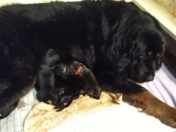 Тибетский мастиф щенки в Самаре фото 24