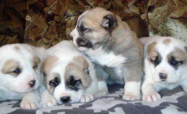 Щенки АЛАБАЯ в Барнауле фото 19