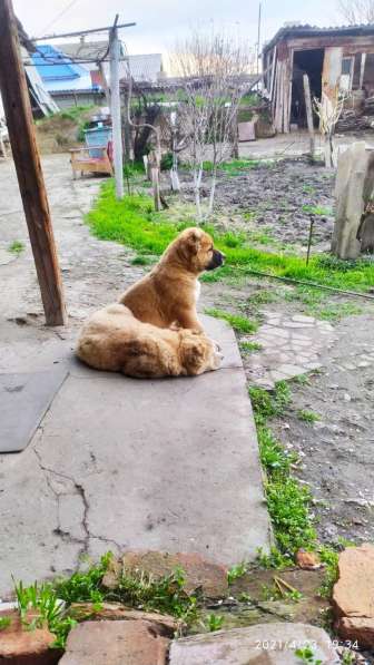 Продаются щенки алабая в фото 20