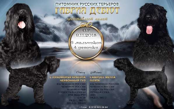 Русский Черный Терьер
