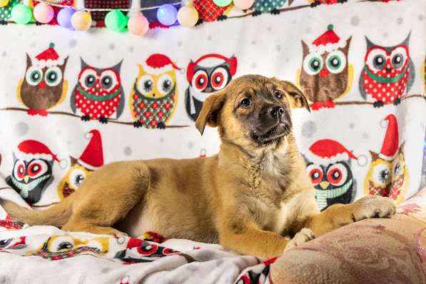 Щенок в добрые руки Марго в Санкт-Петербурге фото 10