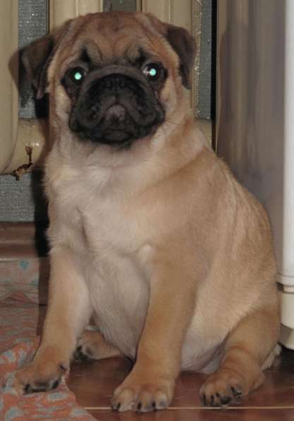 Мопс абрикосовый мальчик в фото 5